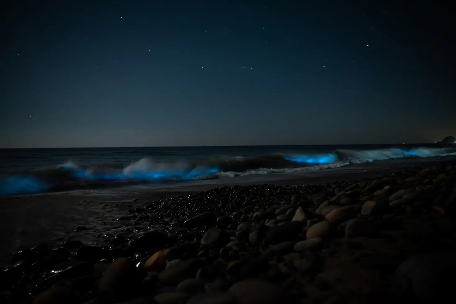 Baie bioluminescente