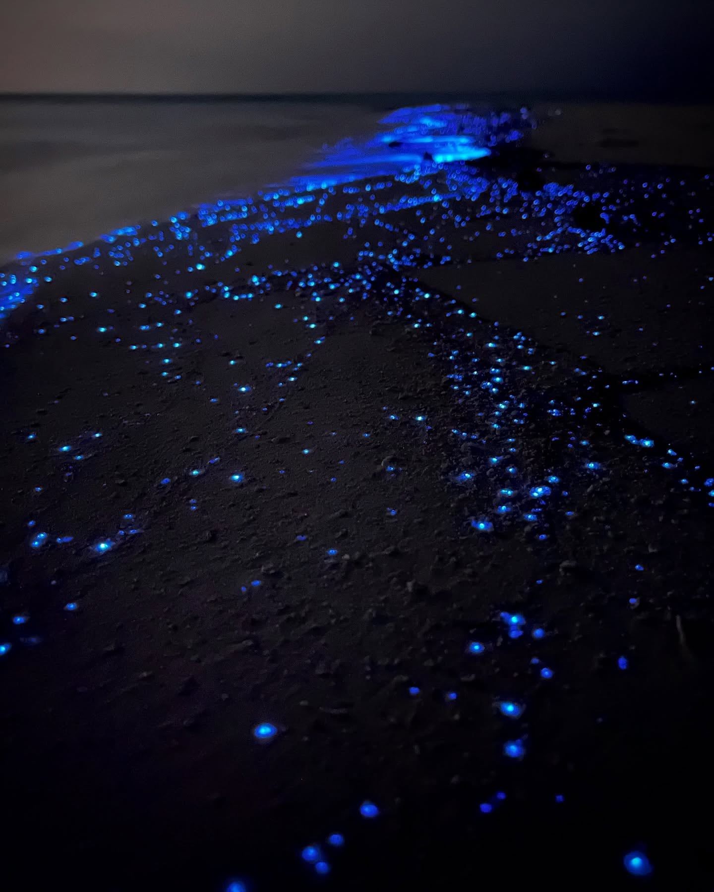 Vue de Baie bioluminescente